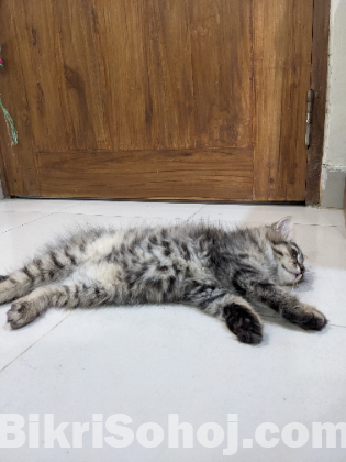 Persian kitten Male  (Maine Coon)